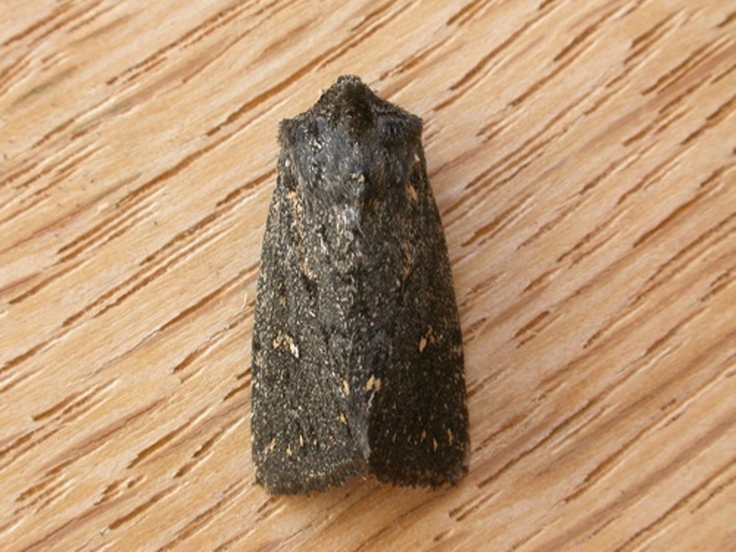 <p>largest family of moths, drab FW and brightly colored HW, most nocturnal, prey of bats, antennae slender and thread like, tonguelike proboscis well developed, tympanum prominent on side of thorax, wings folded over body like roof at rest, some feed on fermenting sap or decaying fruit, some feed on nectar of do not feed</p>