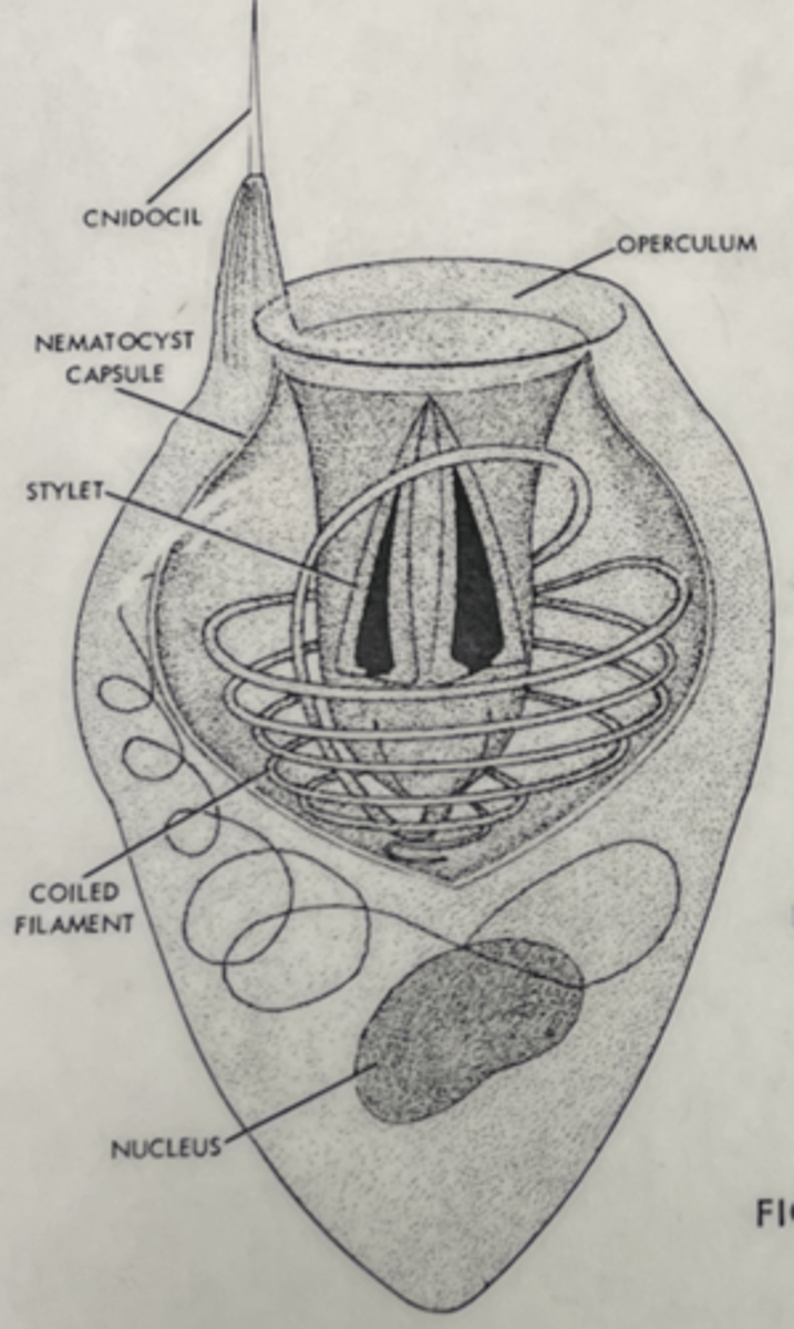 <p>Undischarged nematocyst</p>