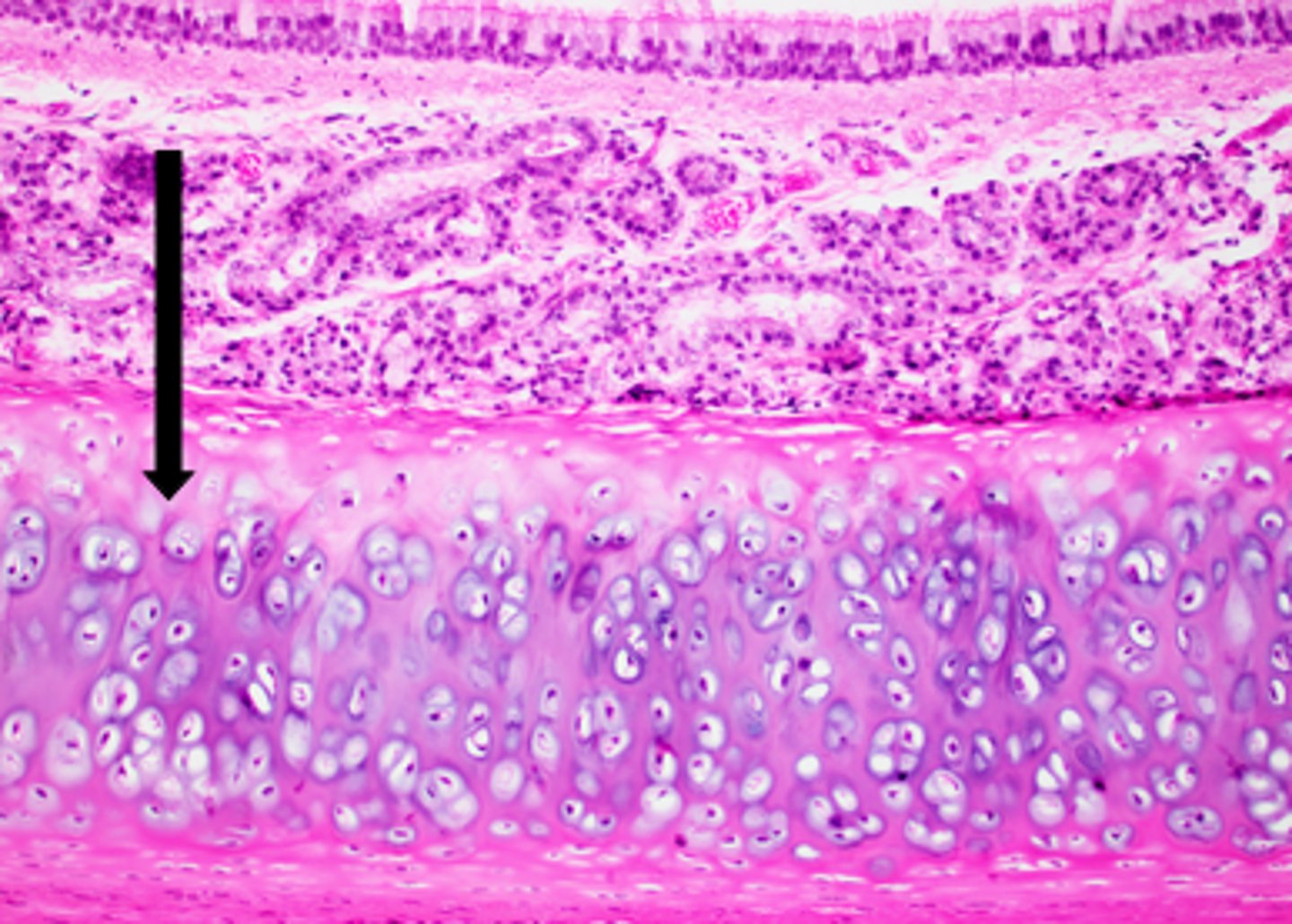 <p>name the tissue</p>