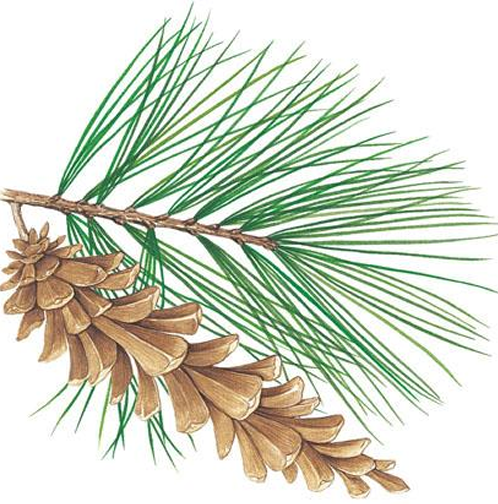 <p>conifer; white pine; leaves are long, slender needles that occur in clusters of five</p>