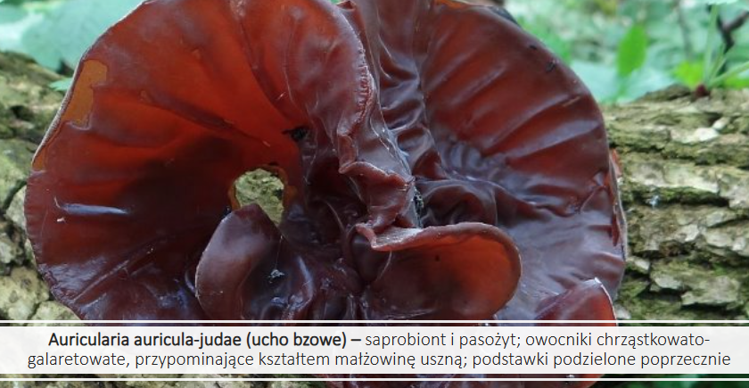 <p>Auricularia auricula-judae</p><p>Gr.: BASIDIOMYCOTA</p><p>Podgr.: AGARICOMYCOTINA</p><p>Kl.: Agaricomycetes </p>