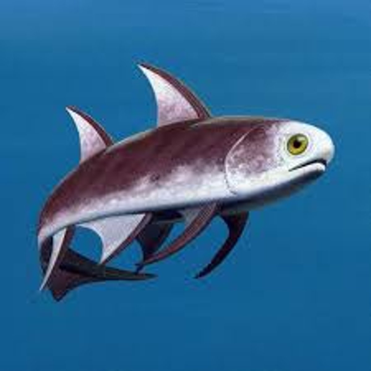 <p>The first known fish to have paired fins and jaws</p>