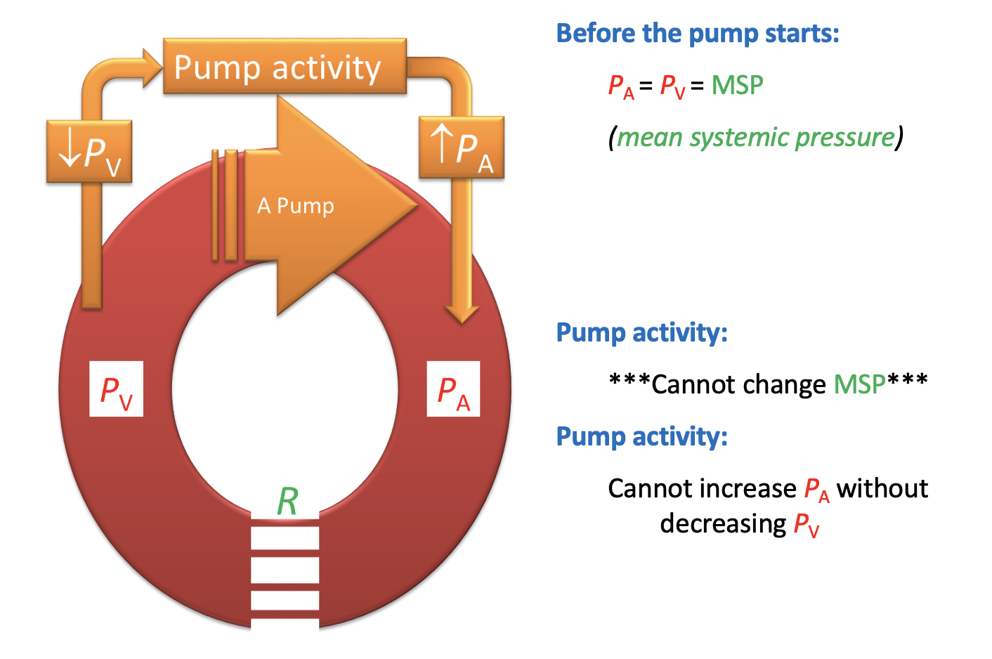 <p>Important constraint appears:</p><ul><li><p>if Pv becomes negative (with respect to atmosphere pressure)</p></li><li><p>then tubing will collapse</p></li></ul><p><em>similarly:</em>this provides exaplnanation for figure 7</p><ul><li><p>real veins collapse when pressure within them drops</p></li><li><p>more than 1 or 2 mmHg below atmospheric pressure</p></li></ul><p></p><ol><li><p>Pascal’s principle→ pressure the same everywhere</p></li><li><p>LaPlace→ all tension largest where vessel diameter greatest</p></li></ol><p></p>