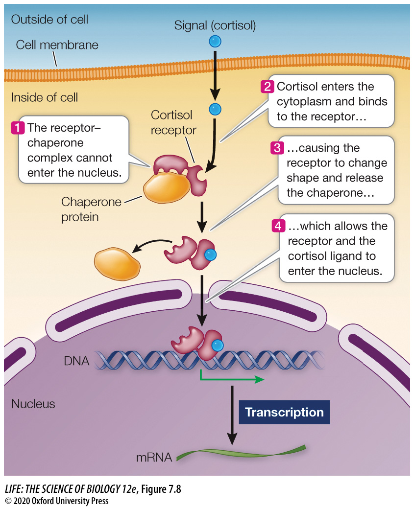 <p>A receptor that binds its ligand inside the cell and responds to signals such as light or chemicals that can cross the cell.</p>