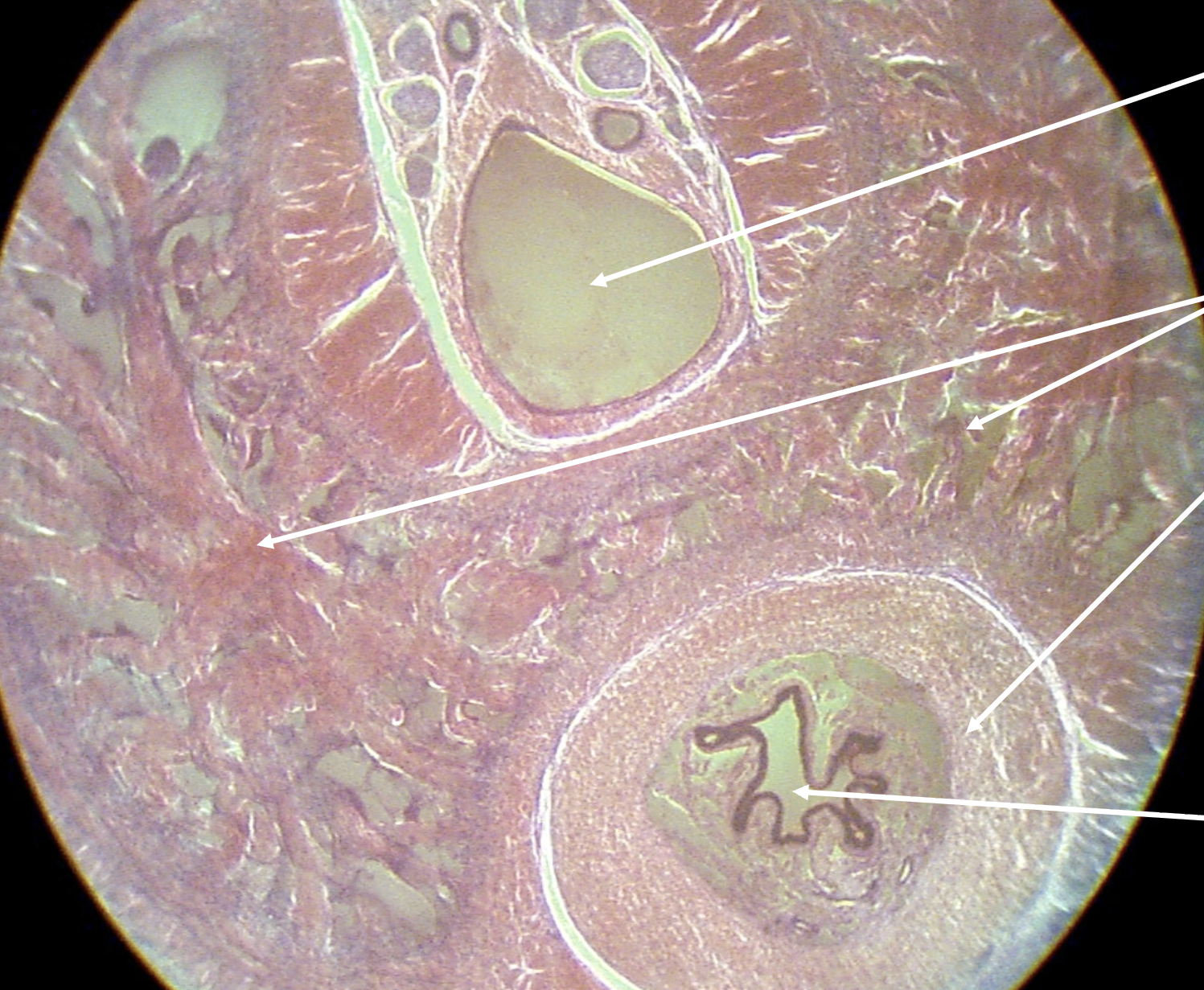 <p>What is the overall structure being observed in this cross section?</p>