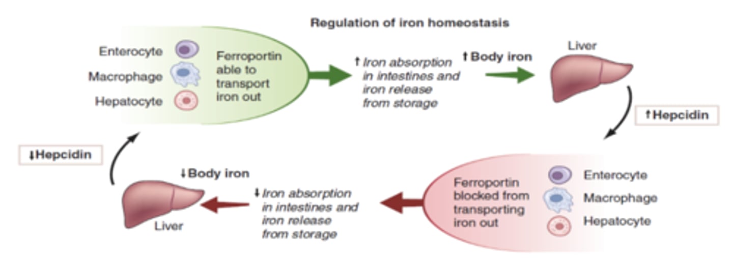 <p>- regulate iron levels by release hepcidin <br>- increase iron level= increase hepcidin</p>