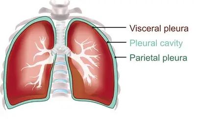 <p>a serous membrane lining the thoracic cavity and covering the lungs. </p>