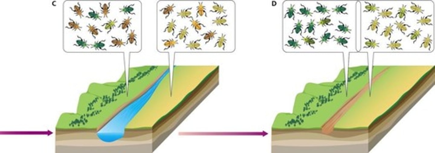 <p>Speciation when populations are separated by a physical or geographic barrier.</p>