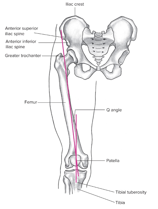 Central line of pull of quadriceps runs from the anterior superior iliac spine to the center of patella 

Line of pull of patella tendon runs from center of patella to center of tibial tuberosity 

Angle formed by the intersection of these two lines at the patella is the Q angle 