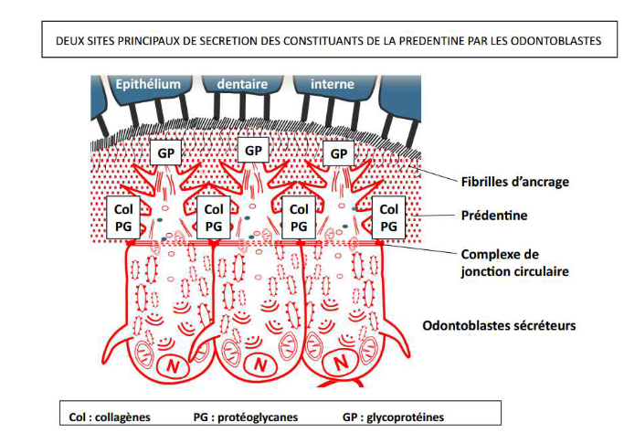 la plupart des protéoglycanes

les collagènes
