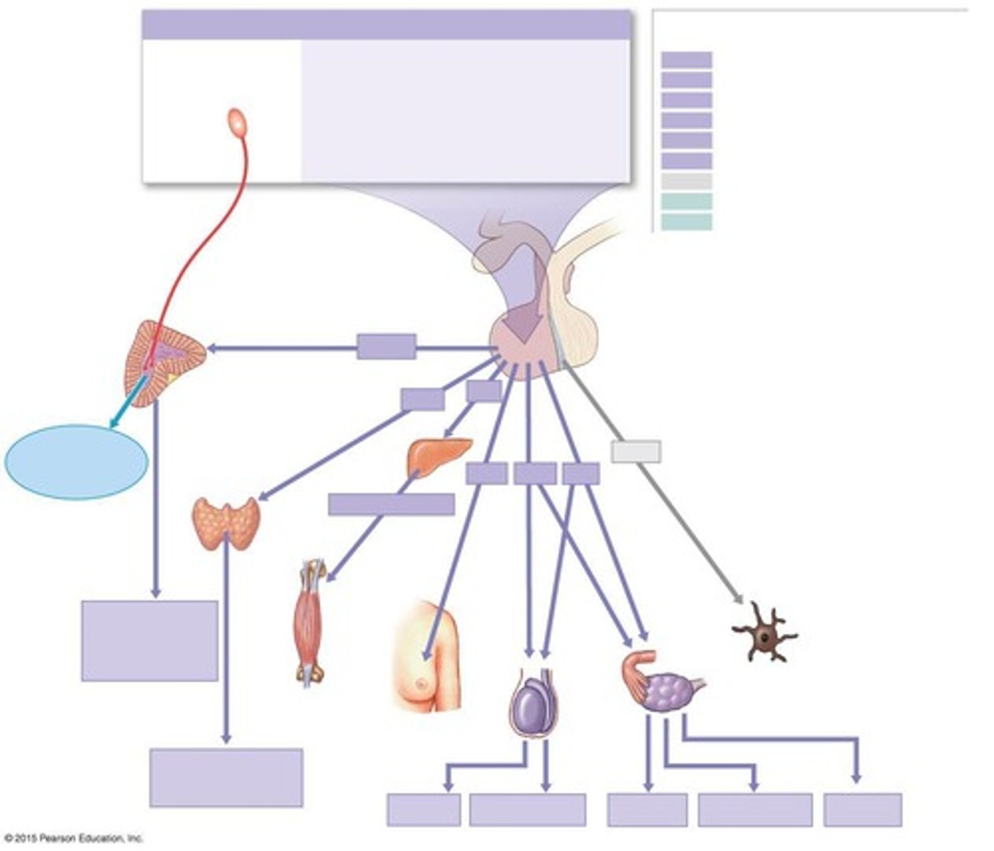 <p>It regulates the secretion of hormones from the pituitary gland and other endocrine organs.</p>