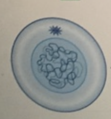 <p>Interphase (The stages RIGHT BEFORE MITOSIS G1, S, G2)</p>