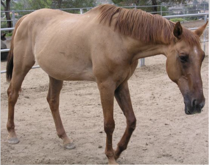 <p>What color point is this horse?</p>