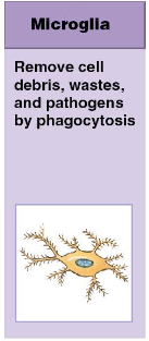 <p>remove cell debris, wastes, and pathogens by phagocytosis</p>