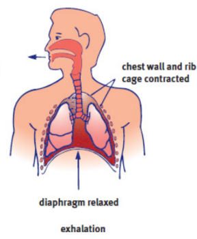 <p>passive process; Simple relaxation of the external intercostal muscles will reverse the processes of inhalation; decrease in volume and increase in pressure; speed up using internal intercostal muscles and abdominals</p>