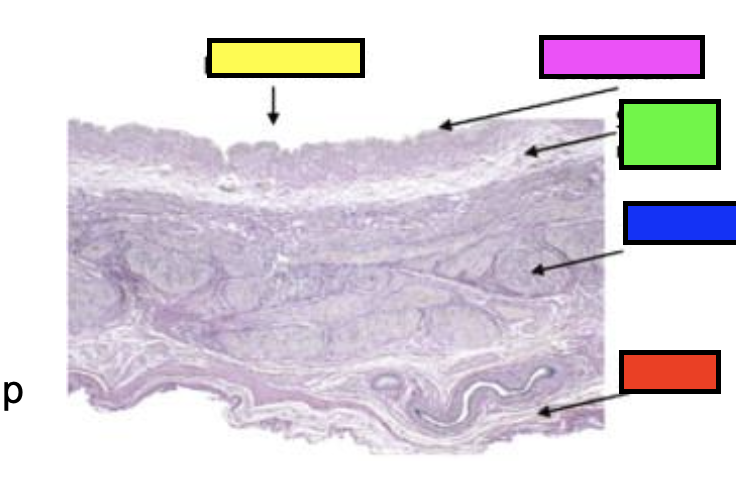 <p>what is blue&nbsp;(histology showing urinary bladder)?</p>
