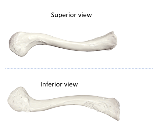 <p>What bone is this (backwards S)?</p>