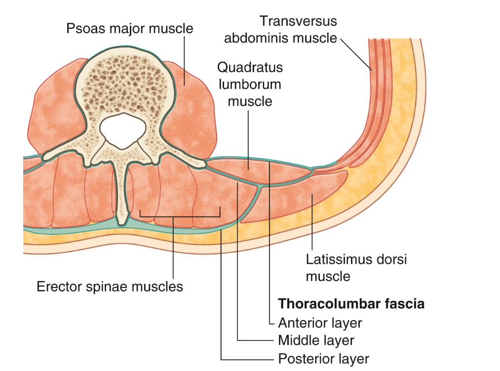 <p>it covers the deep muscles of the back/trunk and is continous with the deep fascia of the neck</p>