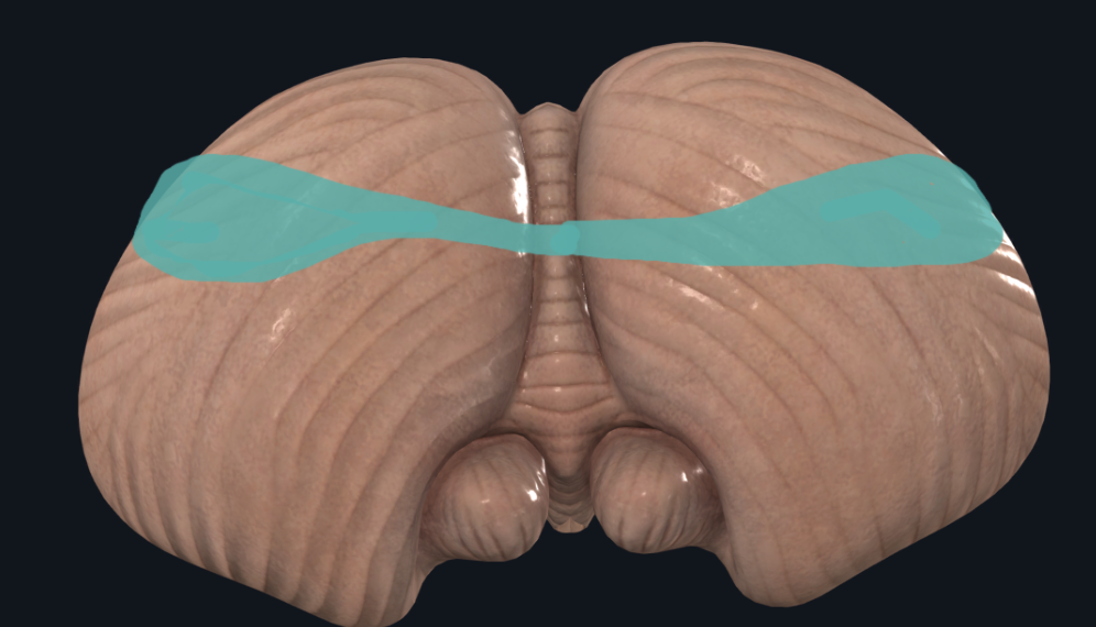 <p>Lóbulo posterior/Cerebelo vestibular</p><ul><li><p>En conexión con las vías vestibulares (de equilibrio)</p></li></ul><p><mark data-color="red" style="background-color: red; color: inherit;">Equilibrio y movimientos oculares</mark></p><ul><li><p>Protopático y primitivo</p></li></ul><p></p>