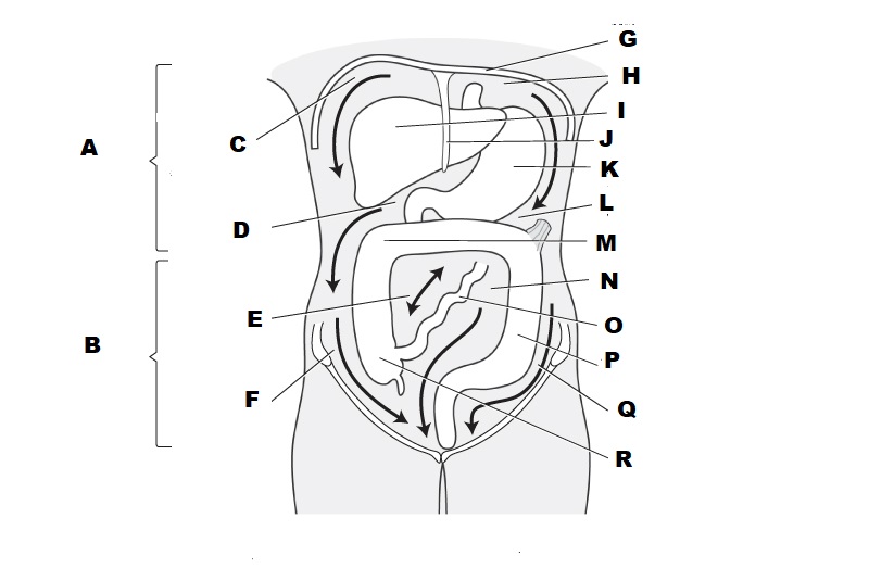 <p>B</p>