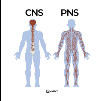<p>rest of the nervous system and relays to central NS (includes somatic, autonomic - both branch out to more NS)</p>