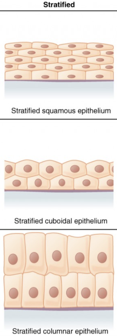 <p>multiple layers of cells.</p>