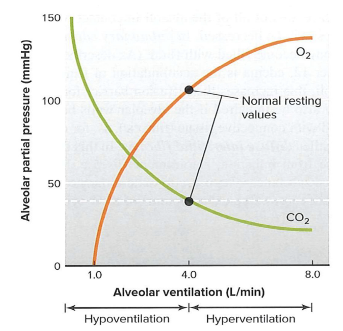 <p><strong>Hypoventilation</strong>: when metabolic CO2 exceeds what alveolar ventilation can eliminate</p><p><strong>Hyperventilation</strong>: when alveolar ventilation exceeds the rate of metabolic CO2 production</p><ul><li><p>Not the same as increased ventilation during exercise, where alveolar ventilation matches the demand of expelling CO2 production</p></li></ul><p></p>