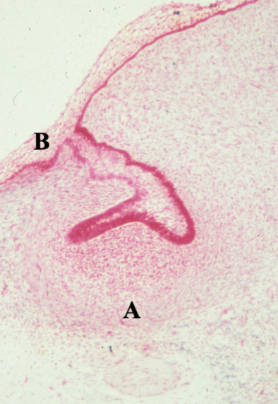 <p>what cells are present at A</p>