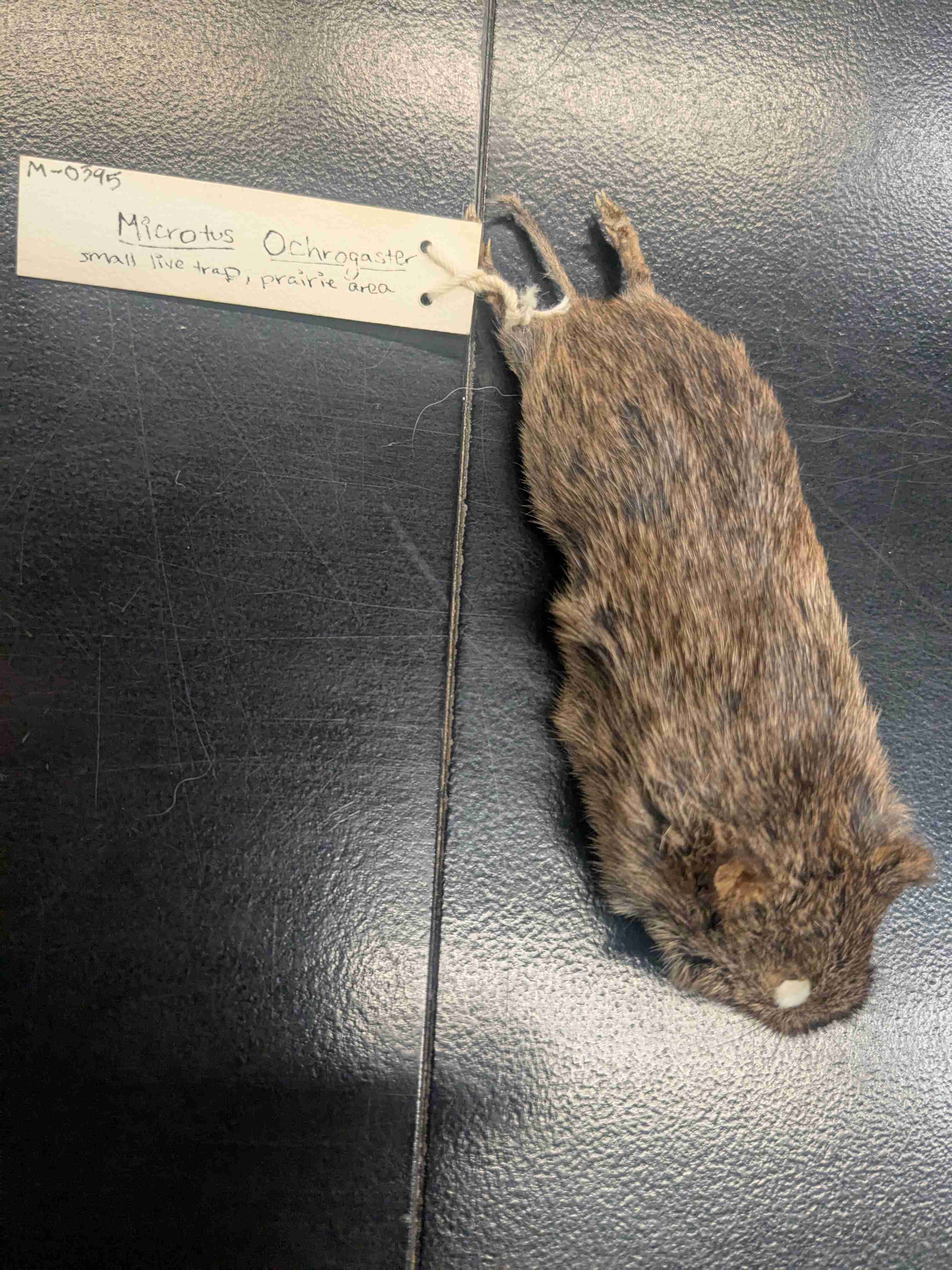 <p>Prairie Vole</p>