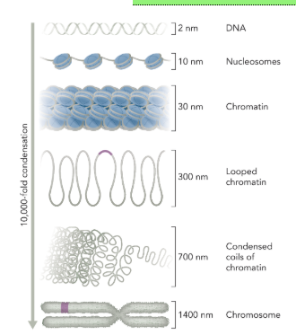 <ul><li><p>DNA (2 nm between the strands) is wrapped around histone proteins forming a nucleosome particle (10 nm)</p></li><li><p>nucleosome particles are packed together to form a 30 nm chromatin fiber</p></li><li><p>looped chromatin (300 nm)</p></li><li><p>condensed coils of chromatin (700 nm)</p></li><li><p>chromosome (1400 nm)</p></li><li><p>from DNA to mitotic chromosome is compaction of DNA by 10,000 fold </p></li></ul><p></p>