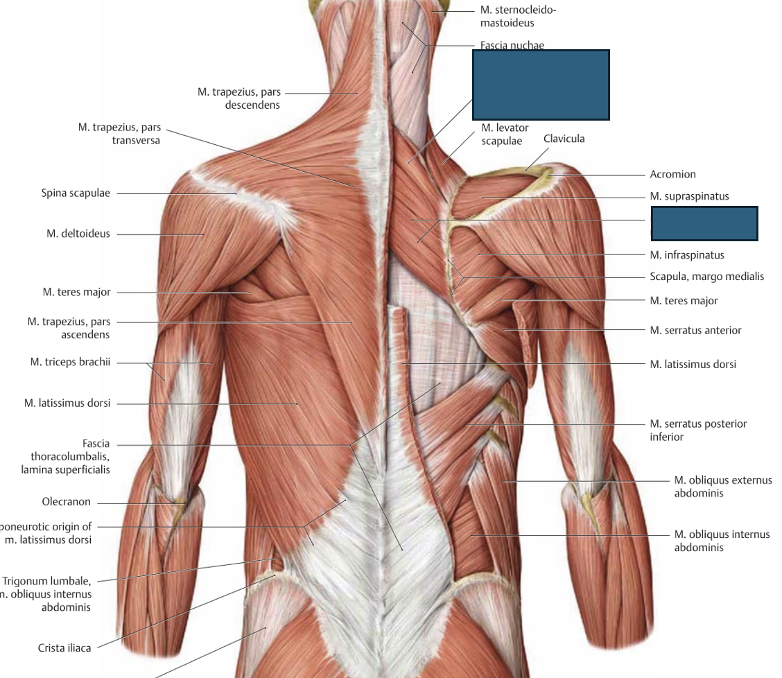 <p>m. rhomboideus → tõmbab õlavöödet taha-mediaalsele, üles</p>