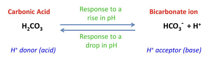 <p>H2CO3 <-> HCO3- + H+</p><p>(H+ donor) (H- acceptor, base)</p>