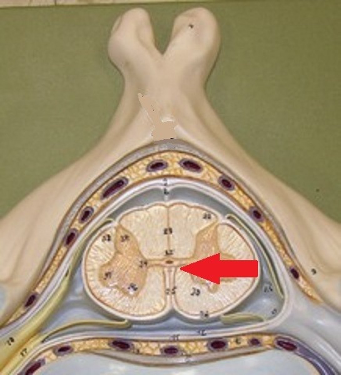 <p>connects the white matter of the right and left sides of the spinal cord</p>