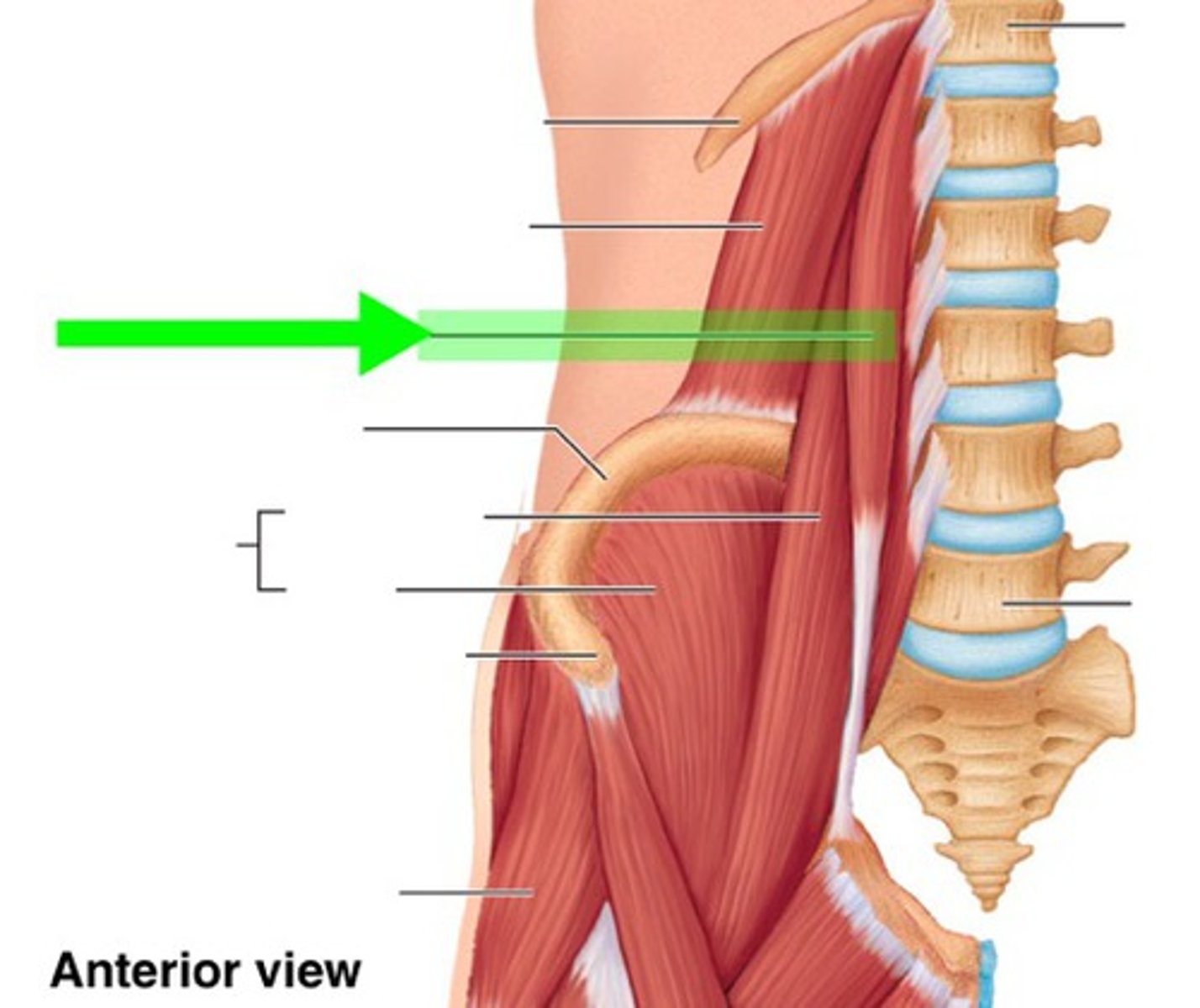 <p>flexes trunk</p>