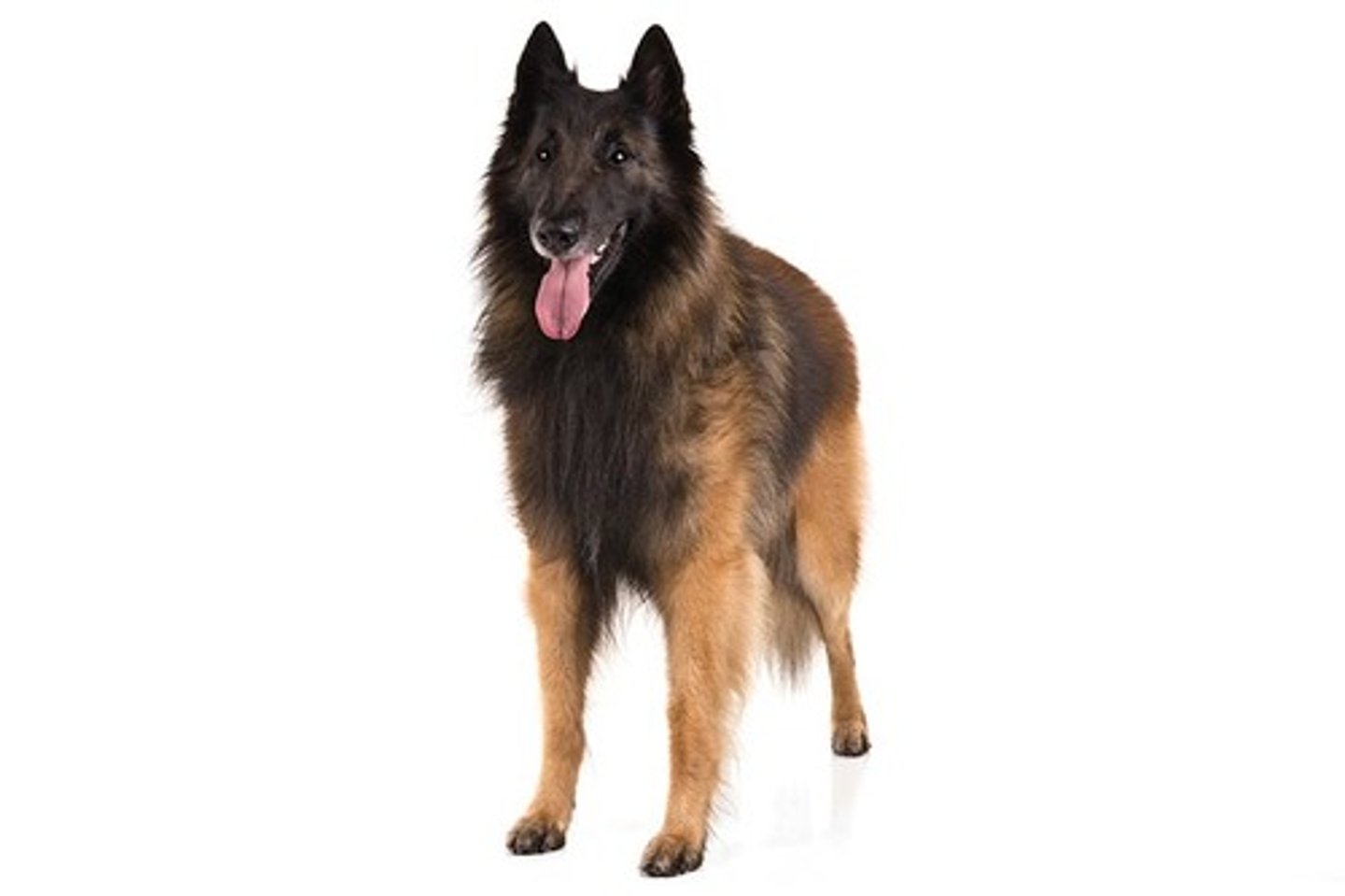 <p>Courageous, Alert, Intelligent</p><p>AKC Breed Popularity: Ranks 107 of 194</p><p>Height: 24-26 inches (male), 22-24 inches (female)</p><p>Weight: 55-75 pounds (male), 45-60 pounds (female)</p><p>Life Expectancy: 12-14 years</p><p>Group: Herding Group</p>
