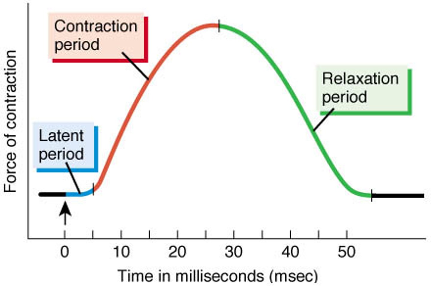 <p>Muscle returns to resting state after contraction.</p>