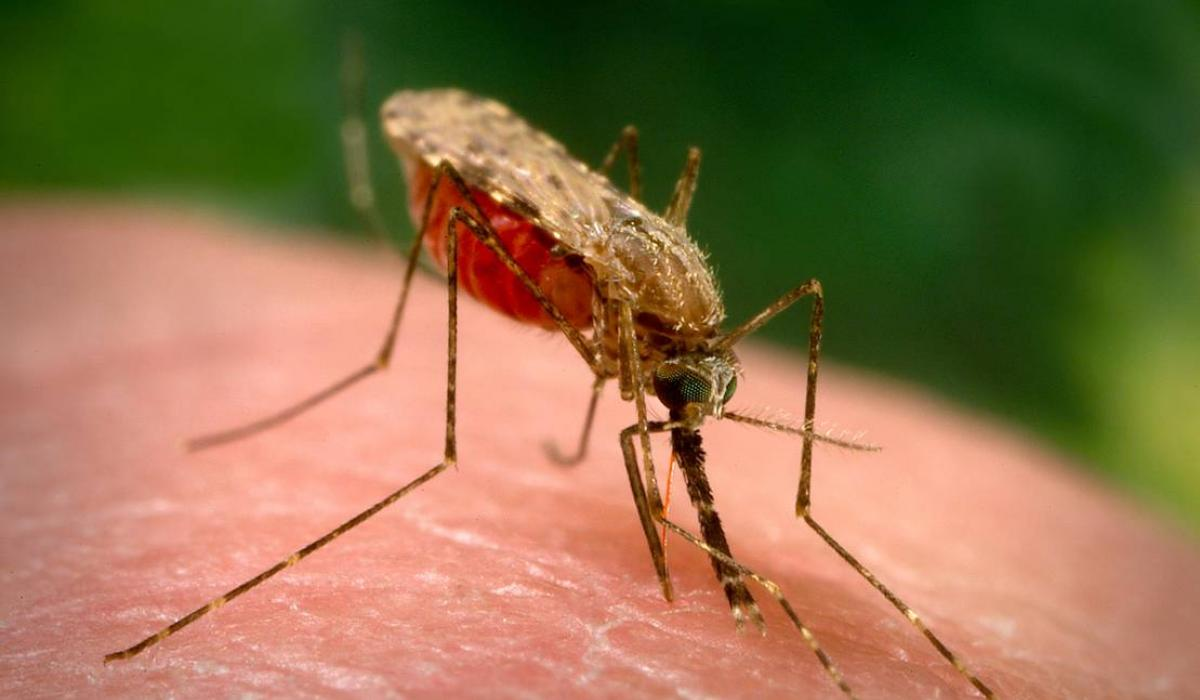 <p>Anopheles mosquito vector:</p><ul><li><p>has a long, sharp proboscis (needle-like mouthpart) which penetrates human skin for feeding, allowing plasmodium cells to enter &amp; travel to blood vessels</p></li><li><p>plasmodium cells travel back into female mosquitoes when they take a blood meal from an infected human &amp; are passed on to the next human she drinks from</p></li></ul><p></p>