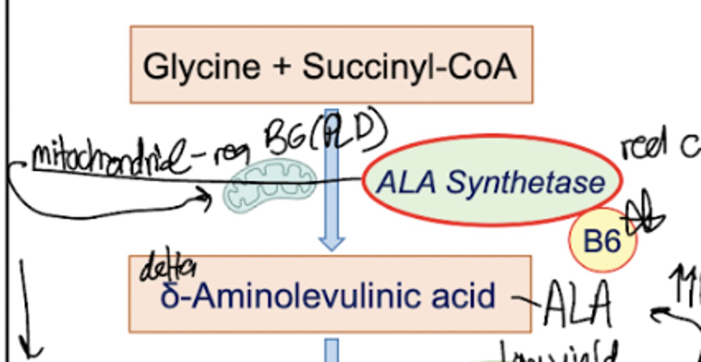 <p>Glycine is combined with Succinyl CoA, with required PLP to form delta-Aminolevulinic Acid. The enzyme involved is ALA synthetase and this reaction takes place in the mitochondria.</p>