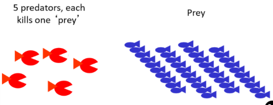 <ul><li><p>40 individuals with 5 predators, chances of eaten are 5/40= 0.125</p></li><li><p>400 individuals with 5 predators, chances of eaten are 5/400= 0.0125</p><p><strong>→ the larger the group, the lower the individual chances of being eaten</strong></p></li></ul>