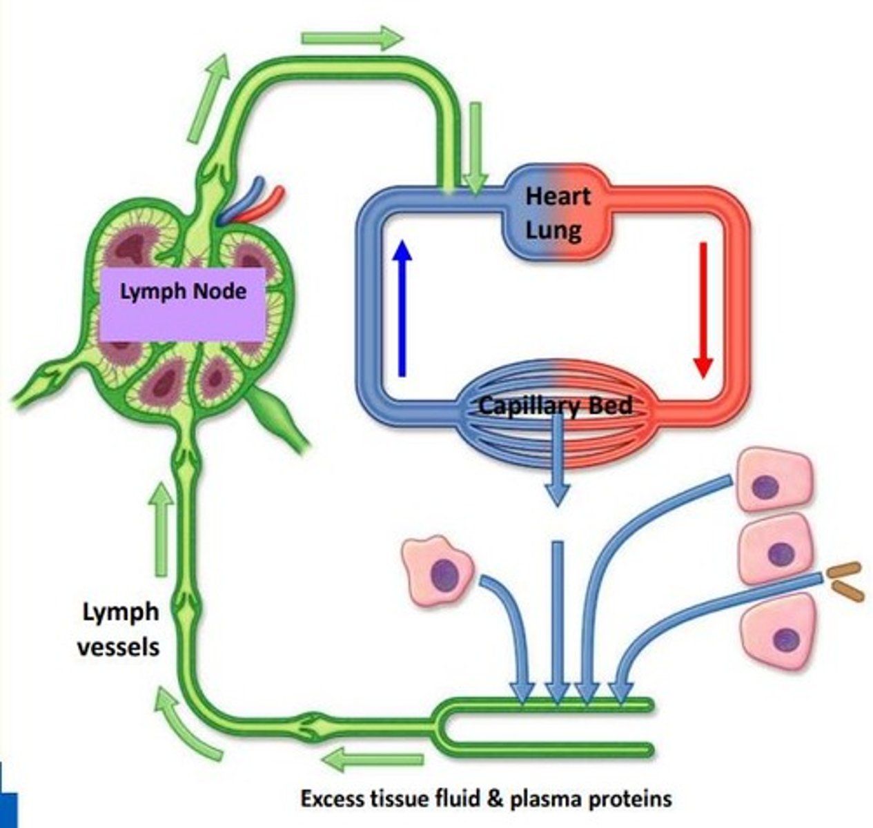 <p>Bean shaped nodular aggregates of lymphoid tissue which act as filters with immune function.</p><p>Located along lymphatic vessels throughout the body & filters for lymph before it rejoins the venous bloodstream.</p>