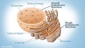 <p>Produces proteins for the cell to function, and works as a manufacturing and packaging system.</p>