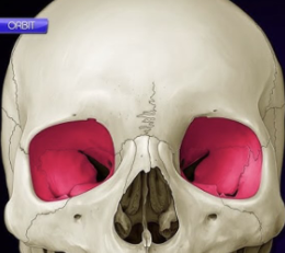 <p>What Structure is this on the Face?</p>