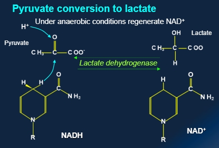 <p>Lactate dehydrogenase?</p>
