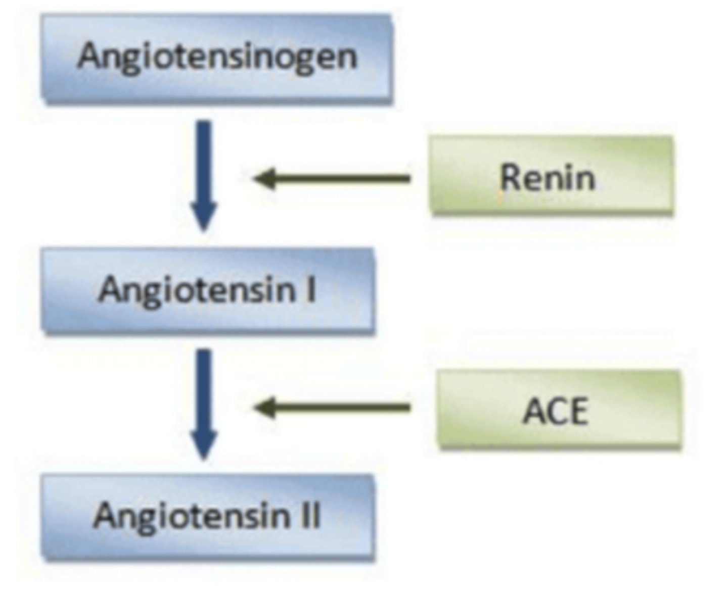 <p>angiotensin converting enzyme (ACE); angiotensin II</p>