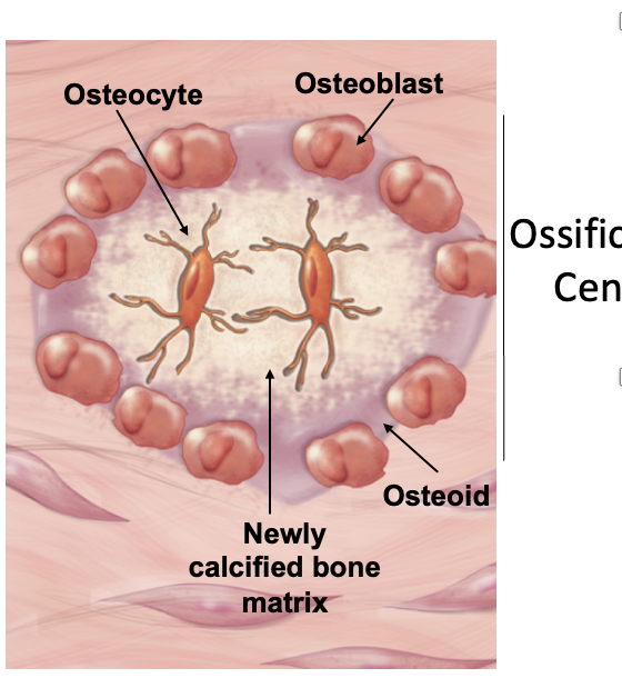 <p>Osteoid undergoes calcification forming the ossification center</p><ul><li><p>Calcification of matrix causes osteoblasts to become osteocytes</p></li><li><p>Osteoblasts remain at the periphery, continuing to depositing osteoid, allowing for the expansion of the bone deposition</p></li></ul><p>Step 2 of _______</p>