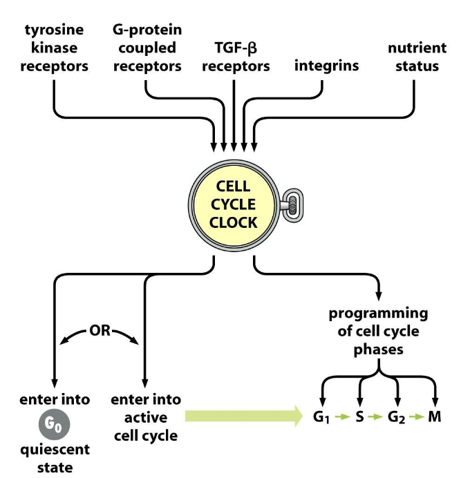 <p><span>Cell cycle clock is </span>the central governor of:</p>