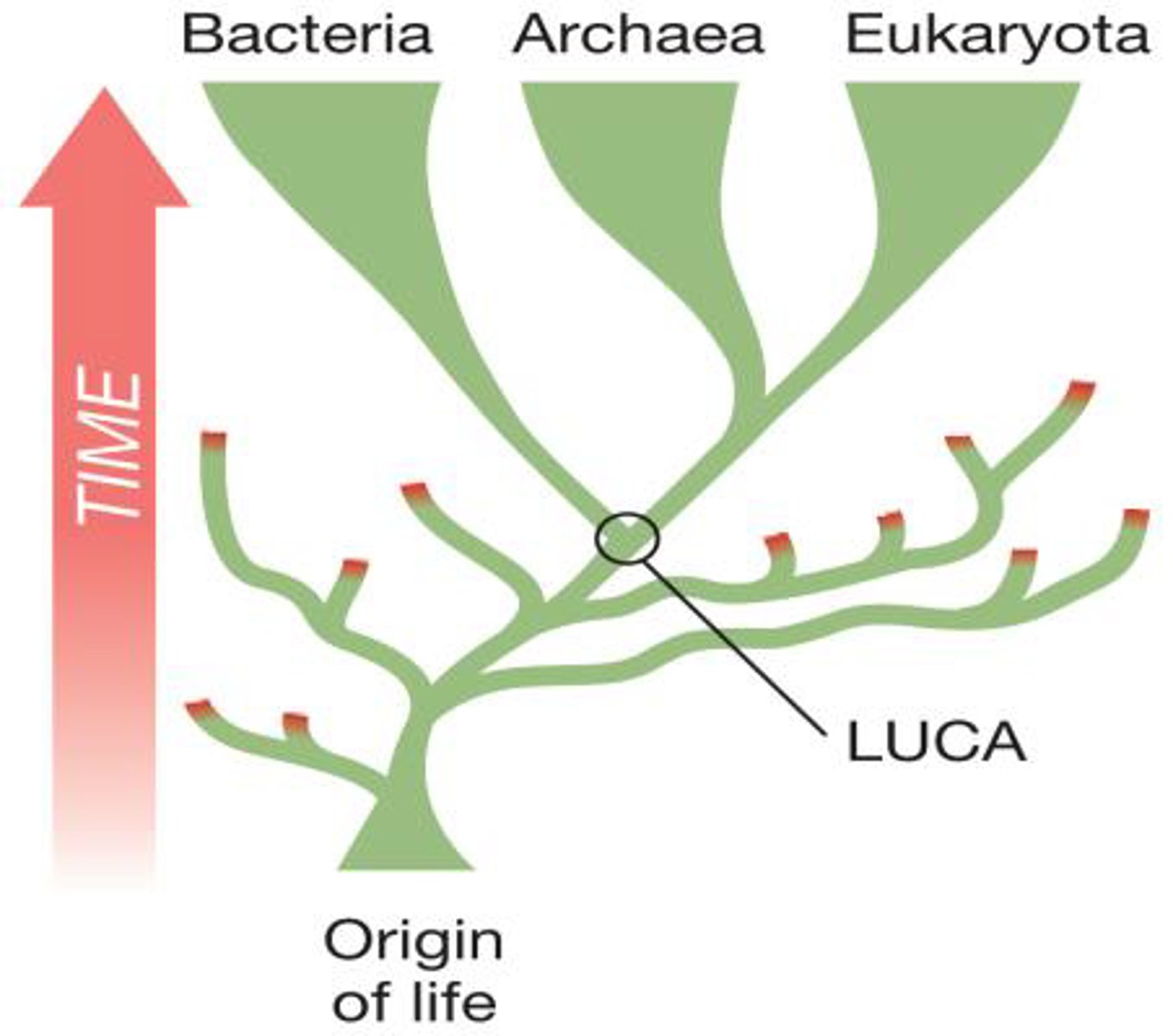 <p>Last Universal Common Ancestor. The shared ancestor that all life diverged from</p>