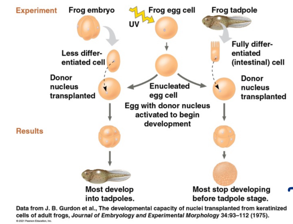 <p>The principle that differentiated cells contain all the DNA required to build an entire new organism.</p>