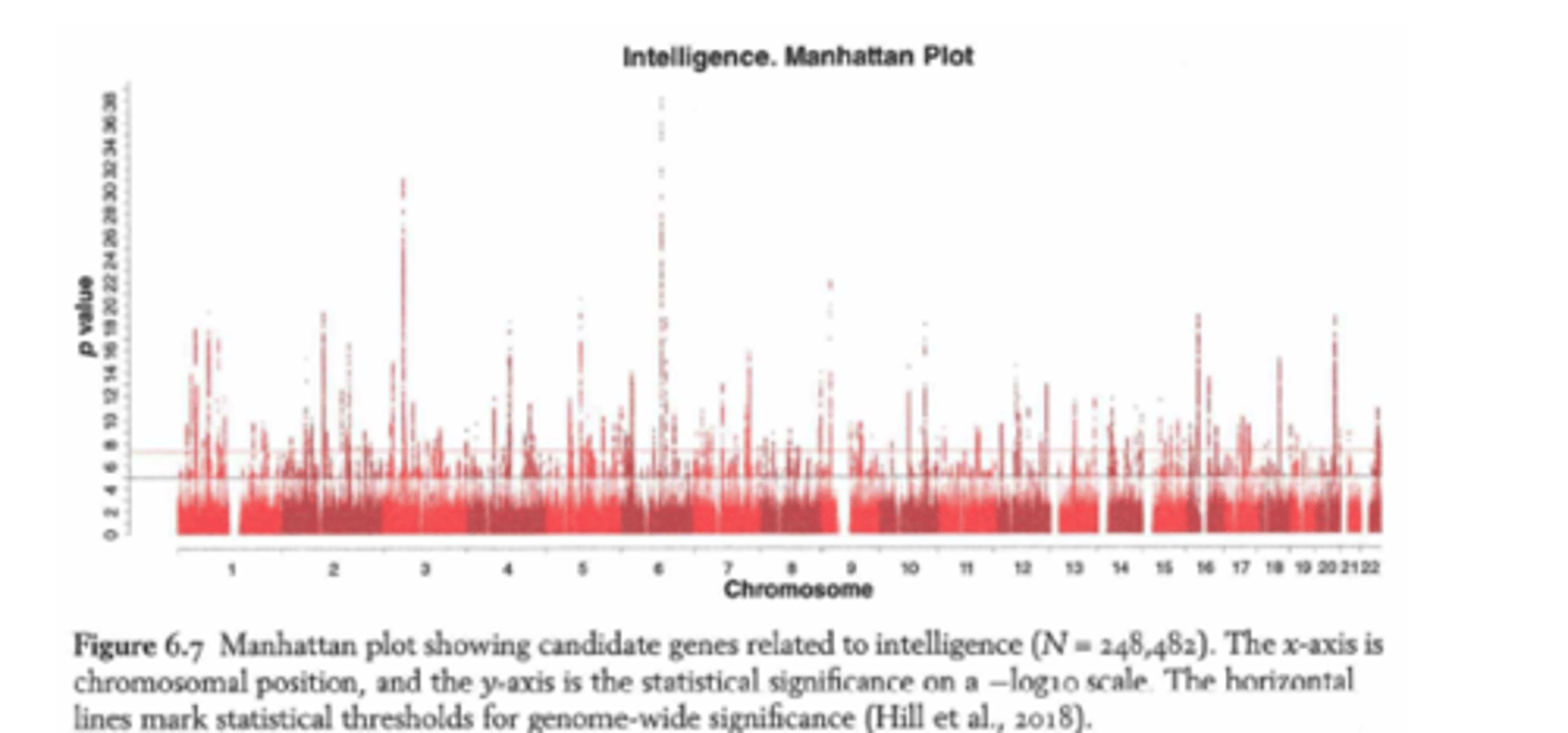 <p>Laat zien welke stukjes DNA mogelijks betrokken zijn bij een bep. eigenschap, hier: intelligentie. </p><p>🔹X-as (horizontaal):</p><p>Geeft alle chromosomen weer, van 1 tot 22.</p><p>Op elk chromosoom worden honderden tot duizenden SNP’s weergegeven.</p><p>🔹 Y-as (verticaal):</p><p>Geeft aan hoe statistisch sterk het verband is tussen een SNP en intelligentie.</p><p>Hoe hoger het punt, hoe sterker het bewijs dat die SNP iets met intelligentie te maken heeft.</p><p>Let op: de schaal is -log10(p). Dus een hoger getal betekent lager kans op toeval (sterker verband).</p><p>-> hoge piek: op deze plek wrs dat een gen iets met intelligentie te maken heeft</p><p>-> alles boven horizontale lijn als statistisch significant beschouwd</p><p>! omdat intelligentie door heel veel genen een beetje beïnvloed wordt, zie je veel kleine pieken verspreid over het hele genoom.</p>