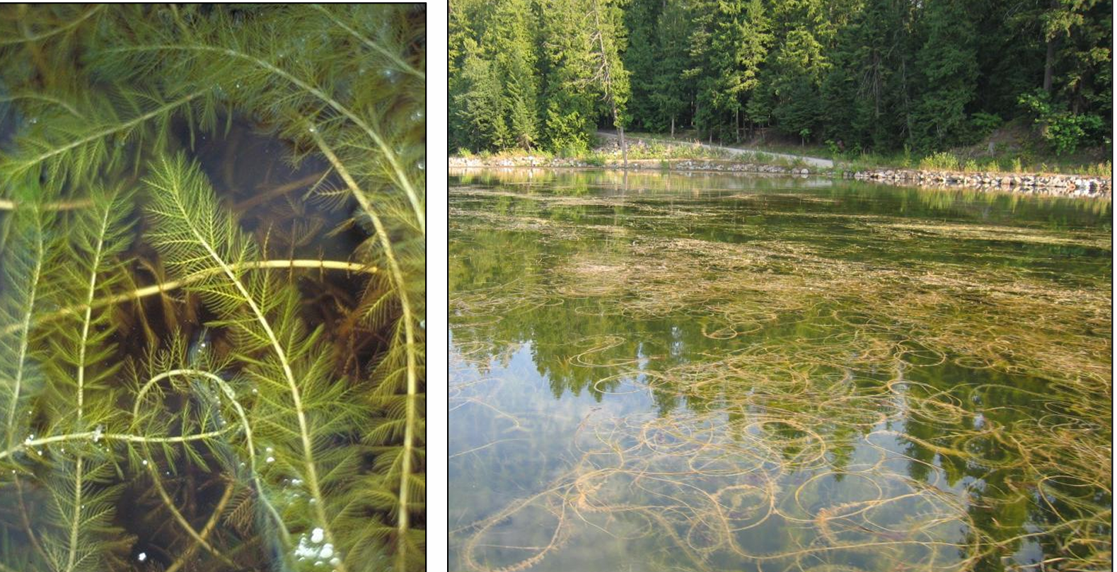<p><em>Myriophyllum spicatum (</em>Haloragaceae) → Eurasian watermilfoil</p><p><u>CO&nbsp;LIST B</u></p><p>• Rooted, submersed perennial. </p><p>• Stems are reddish brown to light pink. </p><p>• Leaves are deeply divided (feather like). </p><p>• Leaves arranged in whorls of 3-6.</p><p>• Native milfoils have &lt;14 leaflet pairs per leaf while the non-native milfoil generally has 14 or more pairs of leaflets per leaf</p>